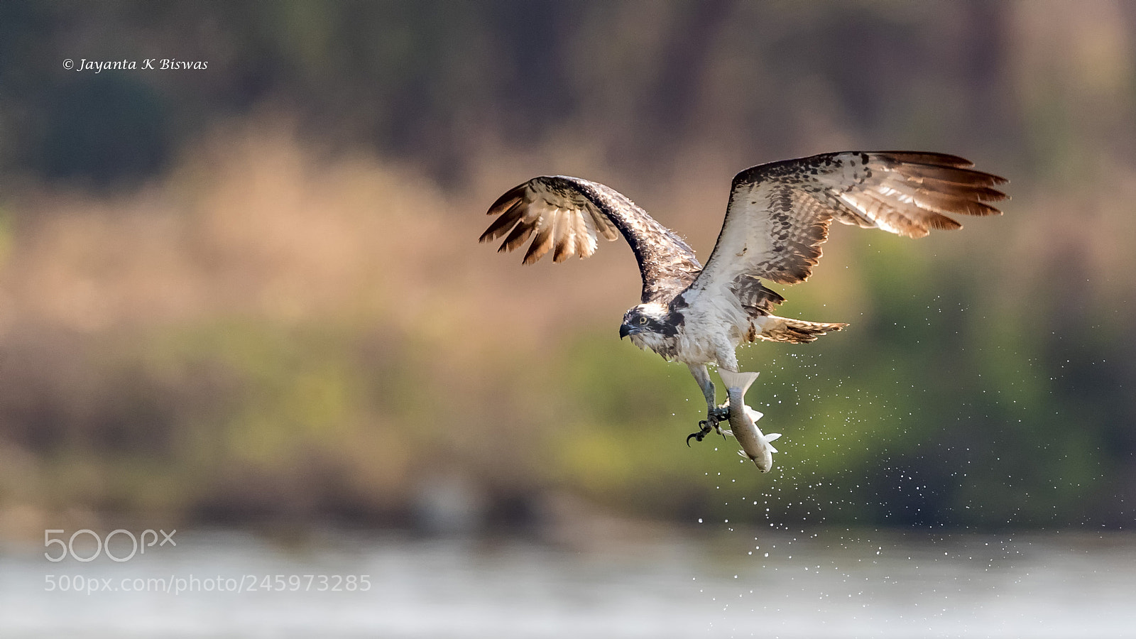 Canon EOS-1D X Mark II sample photo. Osprey with the kill photography