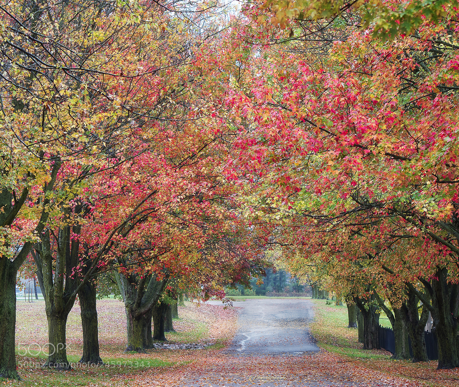 Nikon D500 sample photo. Autumn! photography