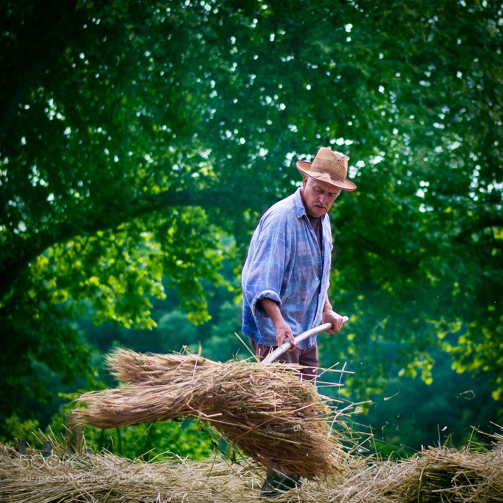 Nikon D3100 sample photo. The farmer in the photography