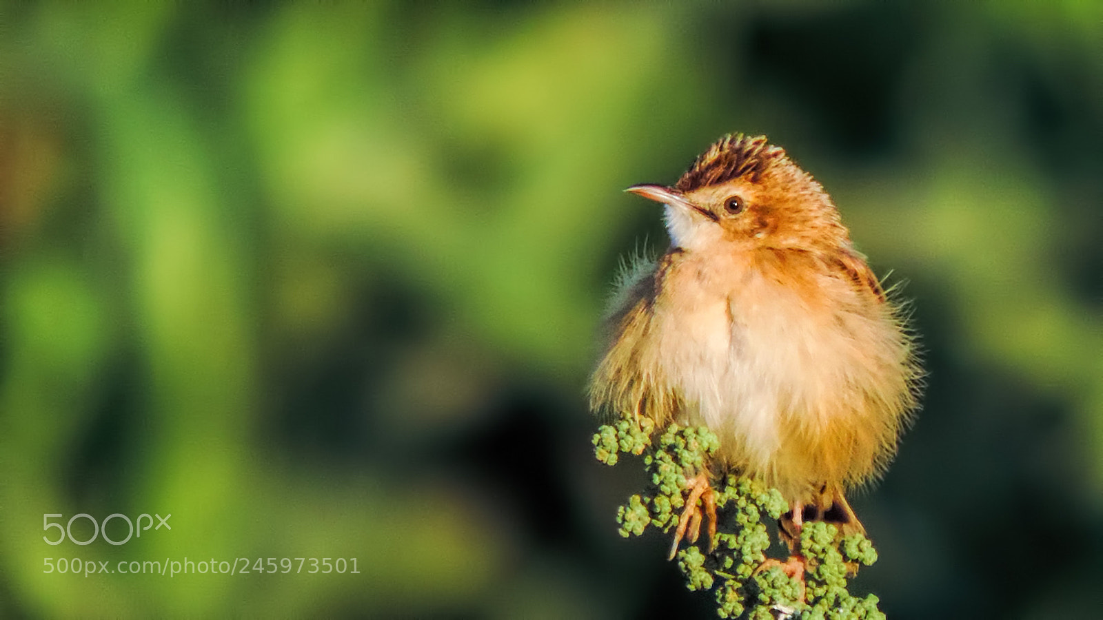 Nikon Coolpix P520 sample photo. Zitting cisticola photography