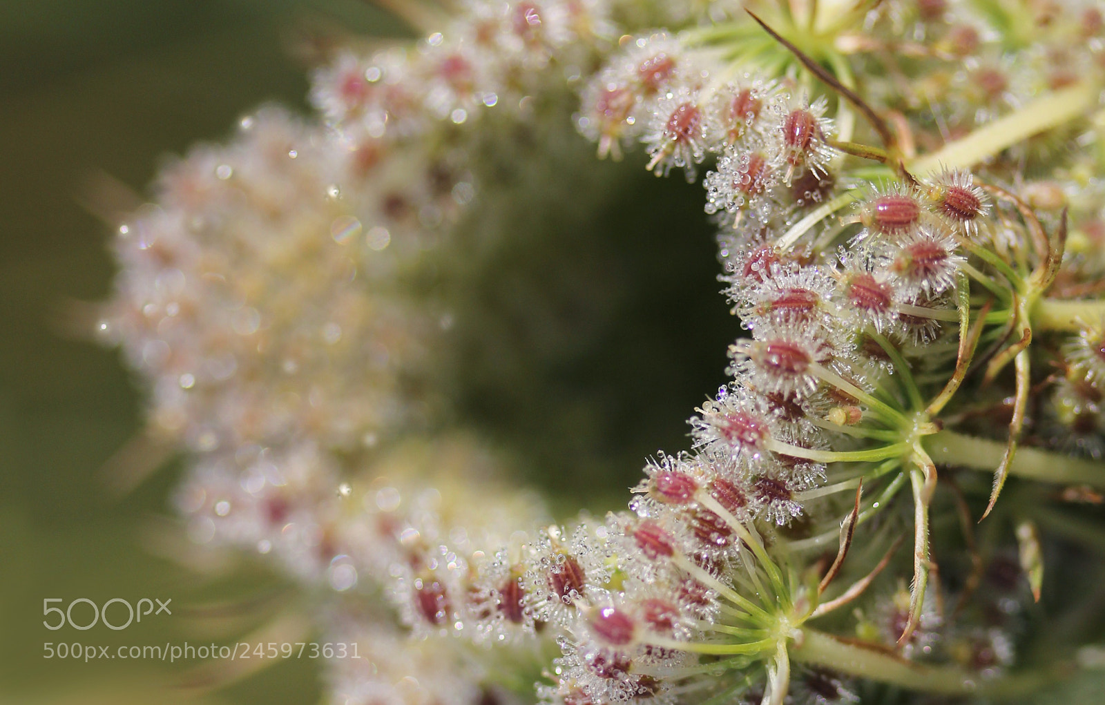 Canon EOS 60D sample photo. Sdg photography