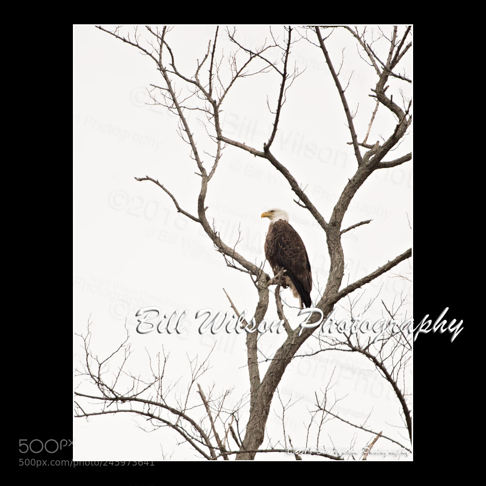 Nikon D500 sample photo. Bald eagle photography