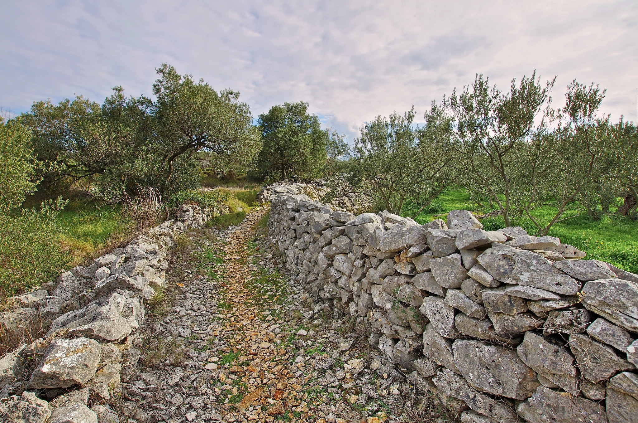 Pentax K-5 IIs + Sigma 10-20mm F3.5 EX DC HSM sample photo. Olive route photography