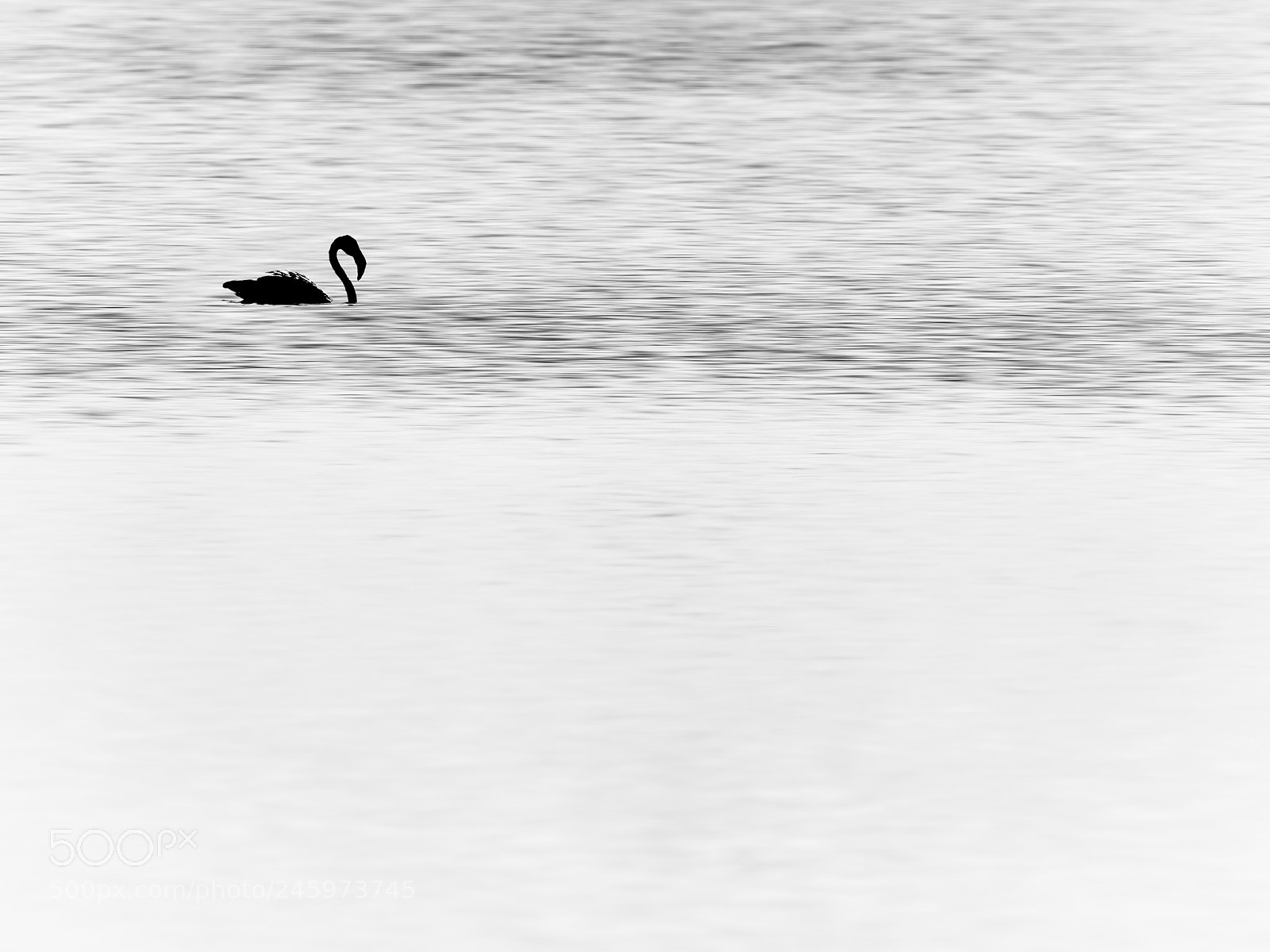 Olympus OM-D E-M1 Mark II sample photo. Minimal flamingo photography