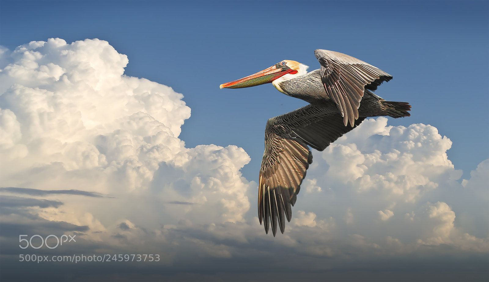 Nikon D3100 sample photo. Brown pelican photography