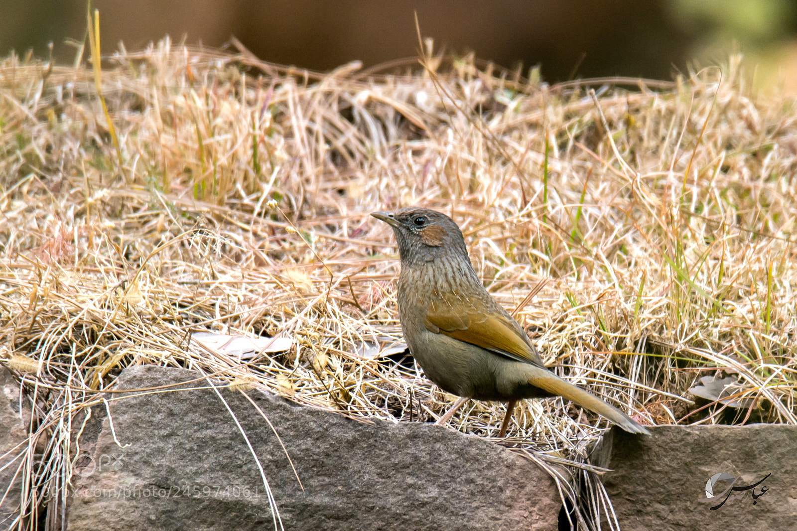 Nikon D7100 sample photo. Streaked laughingthrush photography