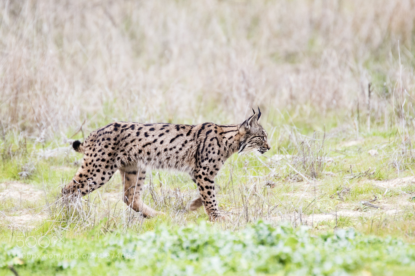 Canon EOS 7D Mark II sample photo. Lynx pardinus photography