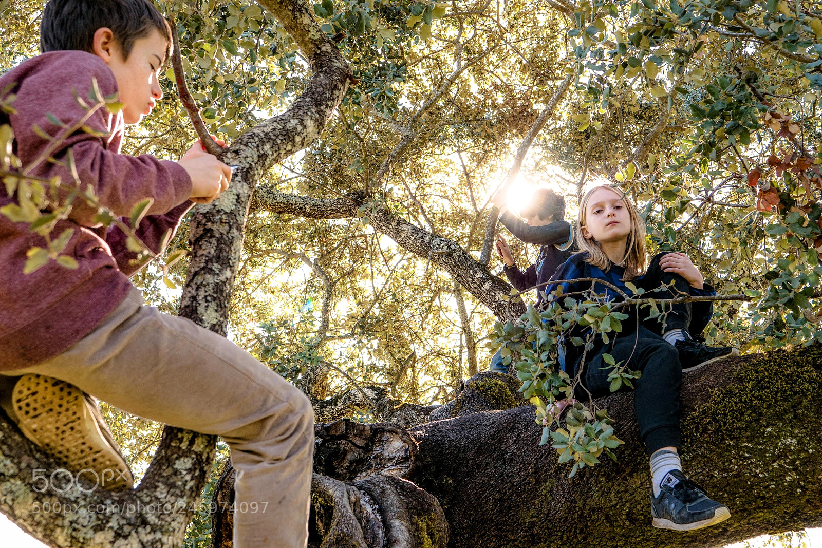 Panasonic Lumix DC-GH5 sample photo. Kids on trees photography