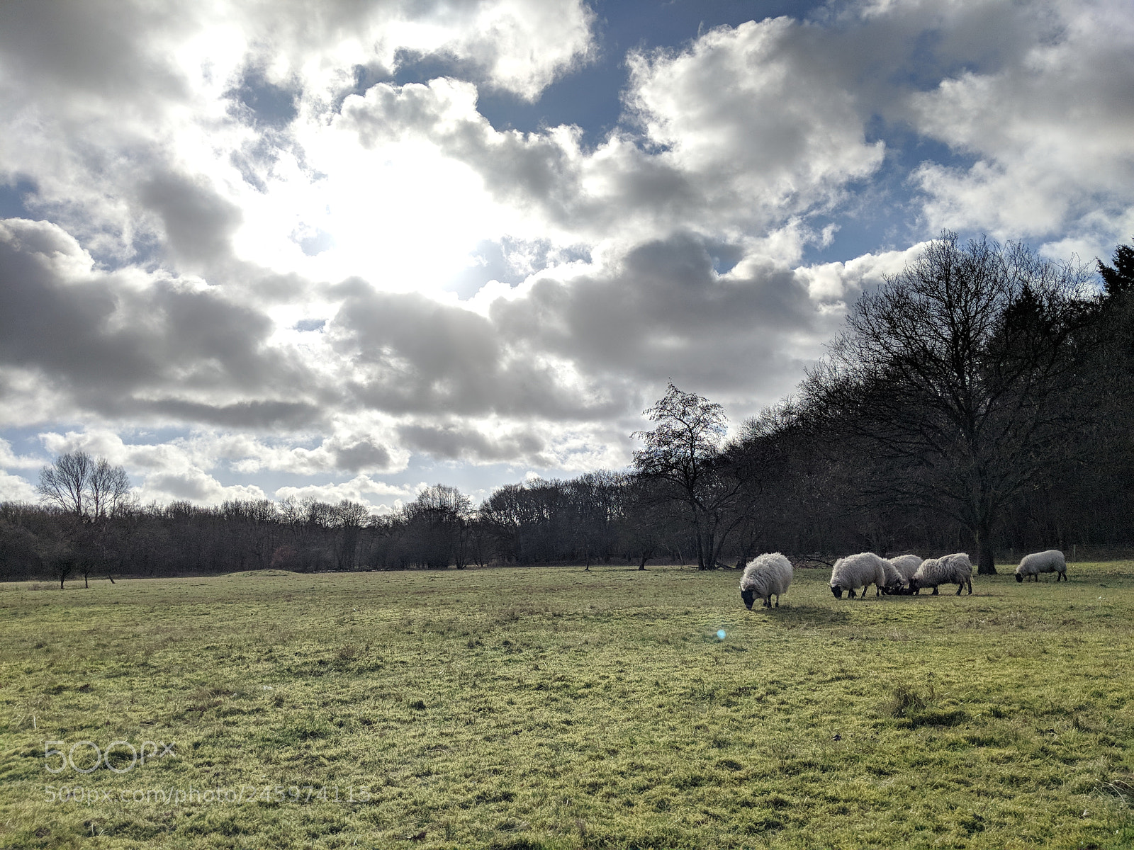 Google Pixel 2 sample photo. Sheep on a sunny photography