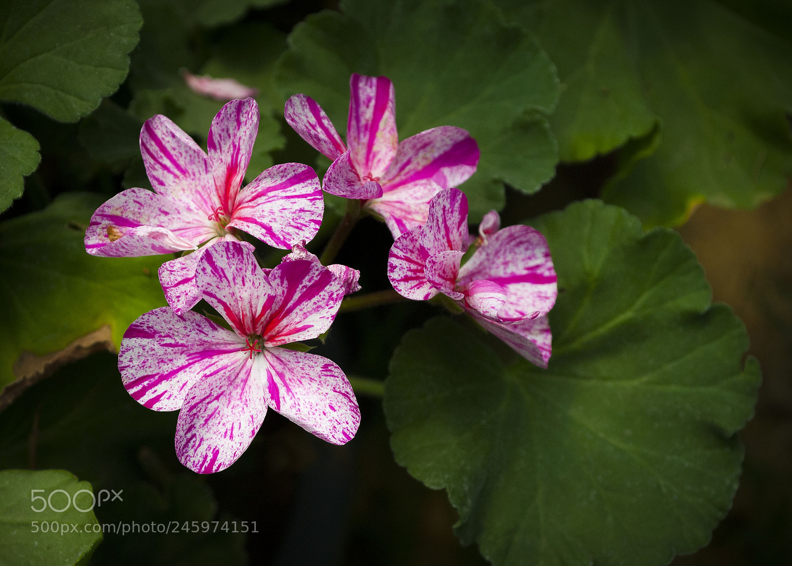 Nikon D3000 sample photo. 4 flowers photography