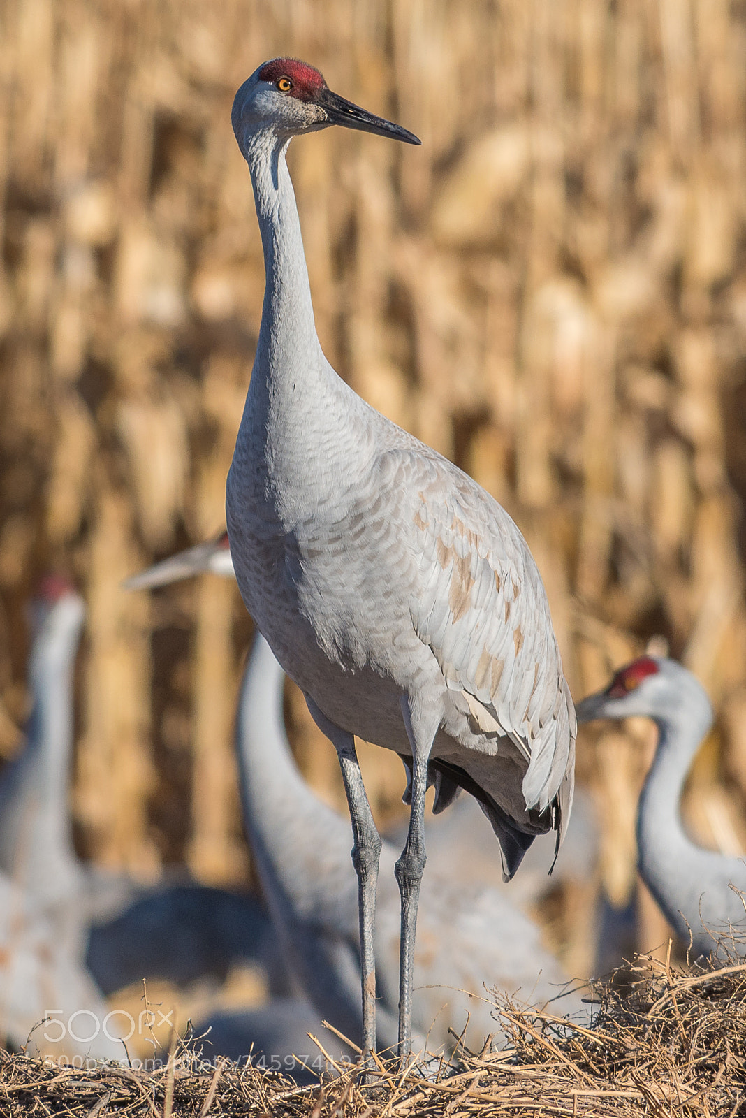 Nikon D800 sample photo. Guard crane photography