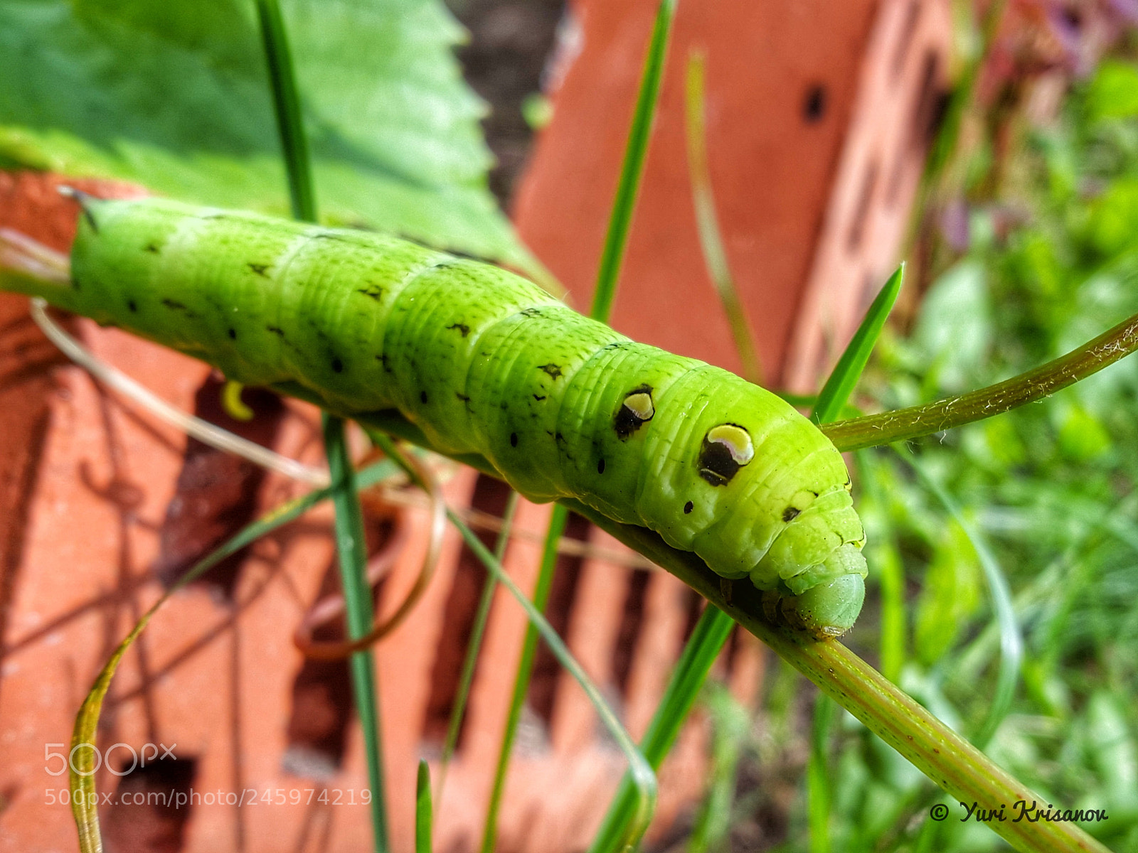 Samsung Galaxy Alpha sample photo. Deilephila elpenor photography