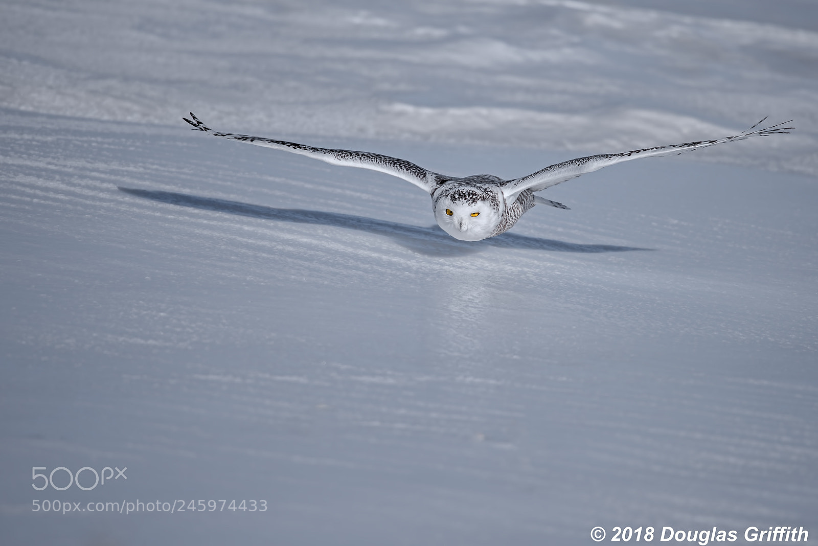 Nikon D810 sample photo. Female snowy owl bubo photography