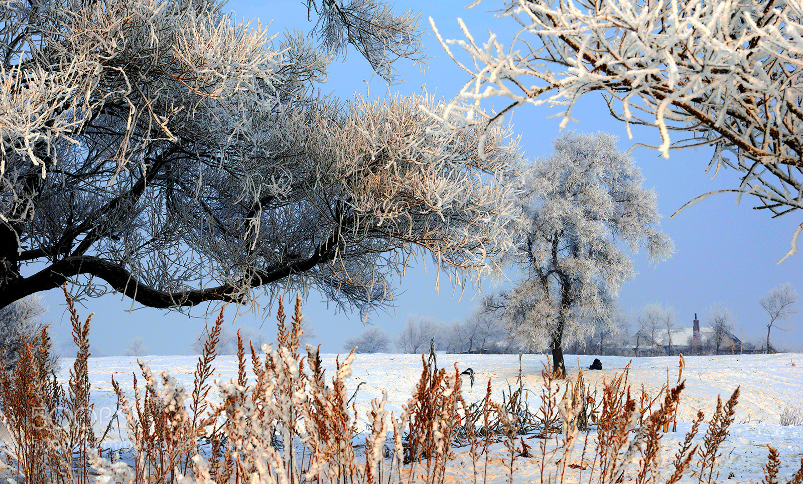 Nikon D800E sample photo. 银装素裹 photography