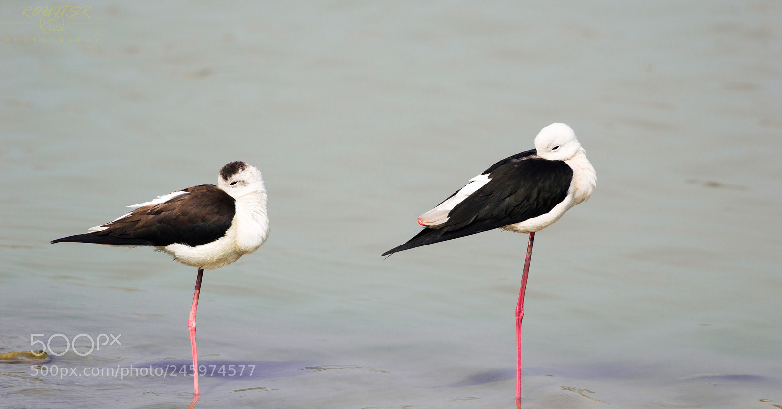 Nikon D3200 sample photo. Copycat photography