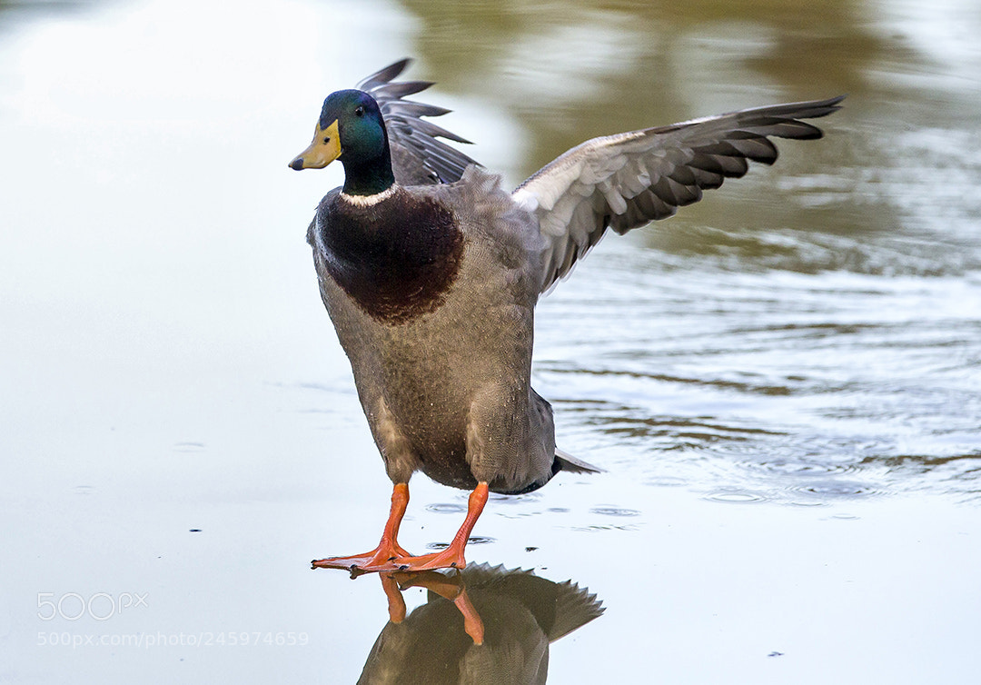 Canon EOS-1D X sample photo. The decisive moment photography