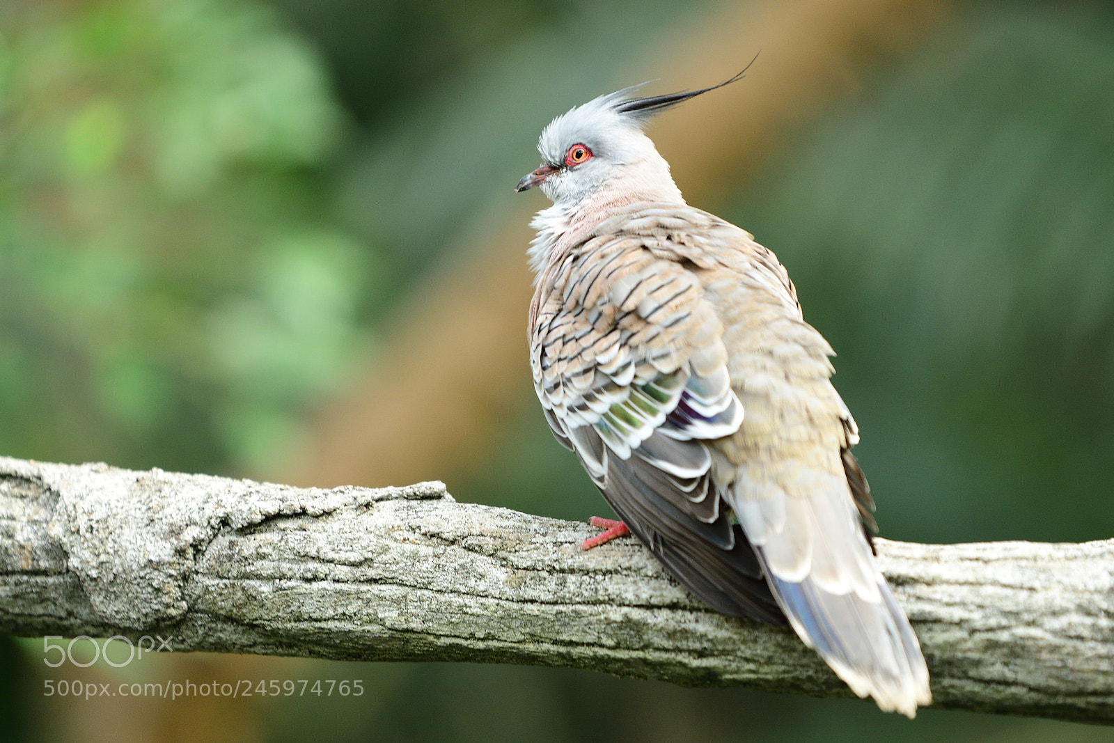 Nikon D500 sample photo. Crested pigeon photography