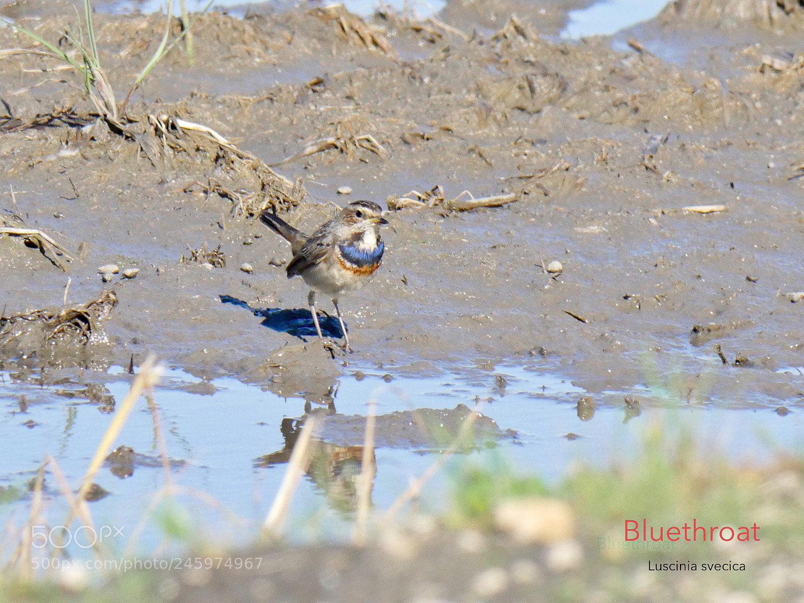 Panasonic Lumix DMC-GX8 sample photo. Bluethroat photography