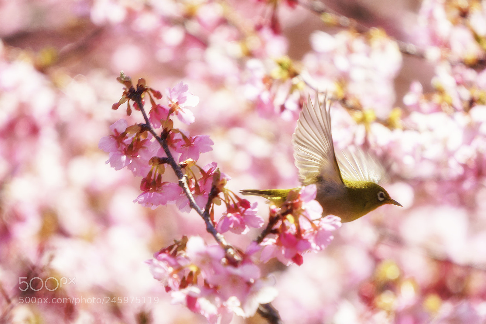 Sony a7R III sample photo. Spread the wings photography