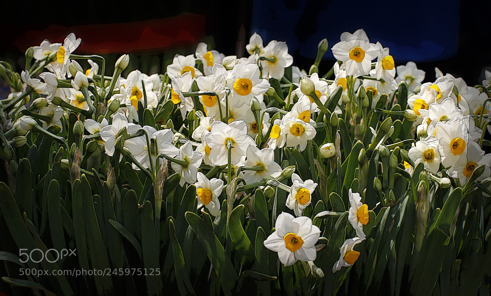 Canon EOS 60D sample photo. Daffodils for the lunar photography