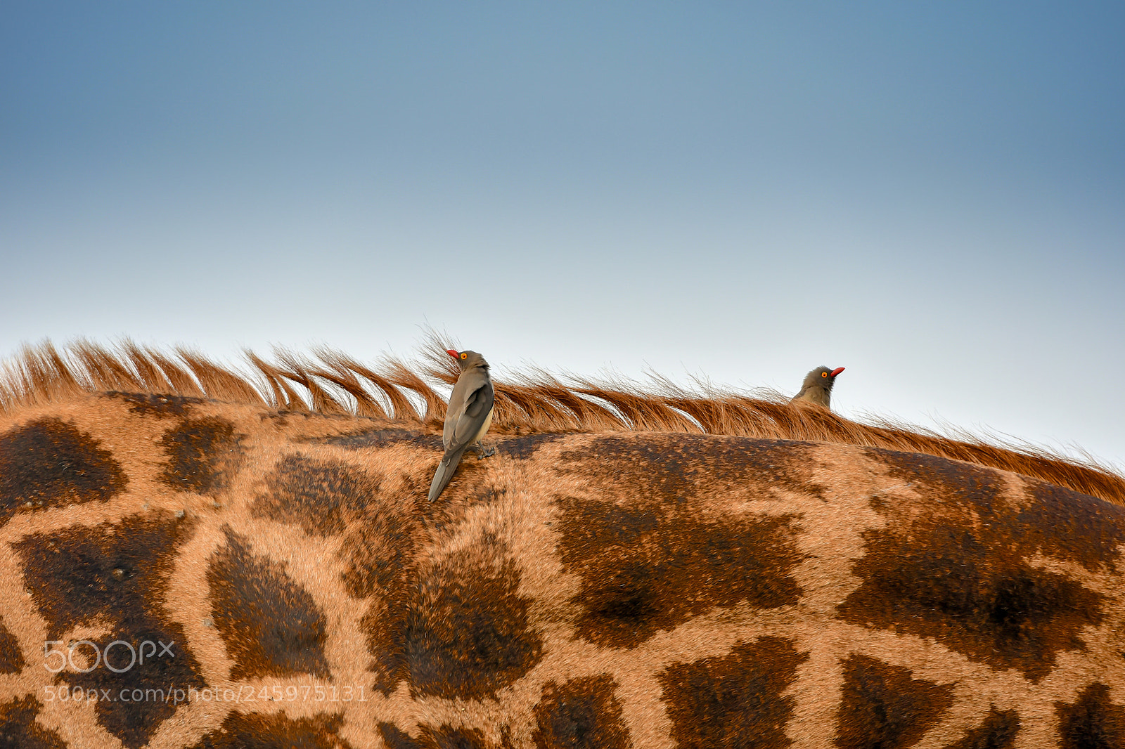 Nikon D7200 sample photo. Two oxpeckers photography
