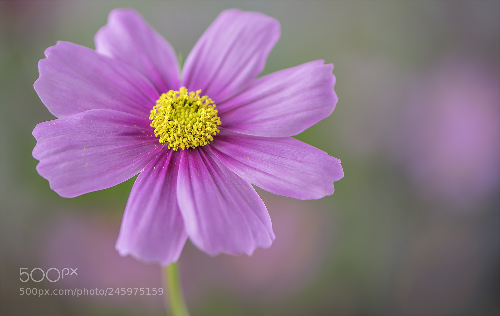 Nikon D810 sample photo. Seduction in pink photography