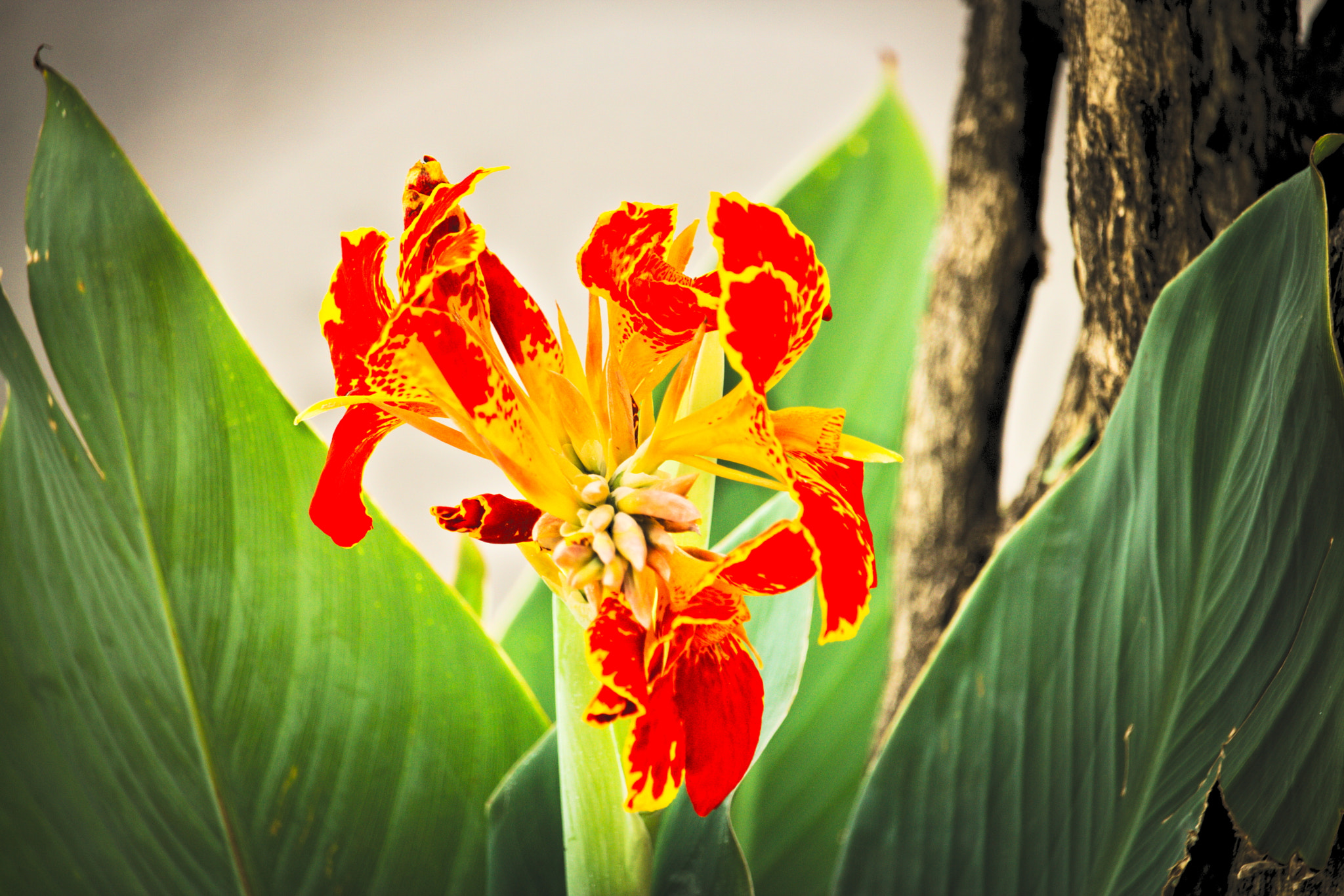 Canon EF-S 55-250mm F4-5.6 IS STM sample photo. Cana da Índia photography