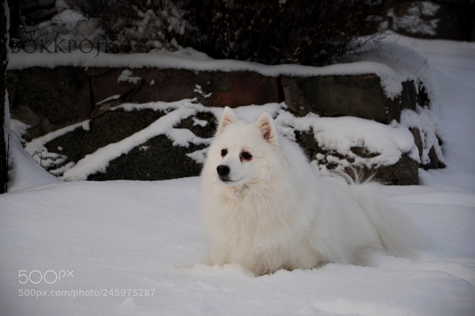 Nikon D5000 sample photo. Concentration photography