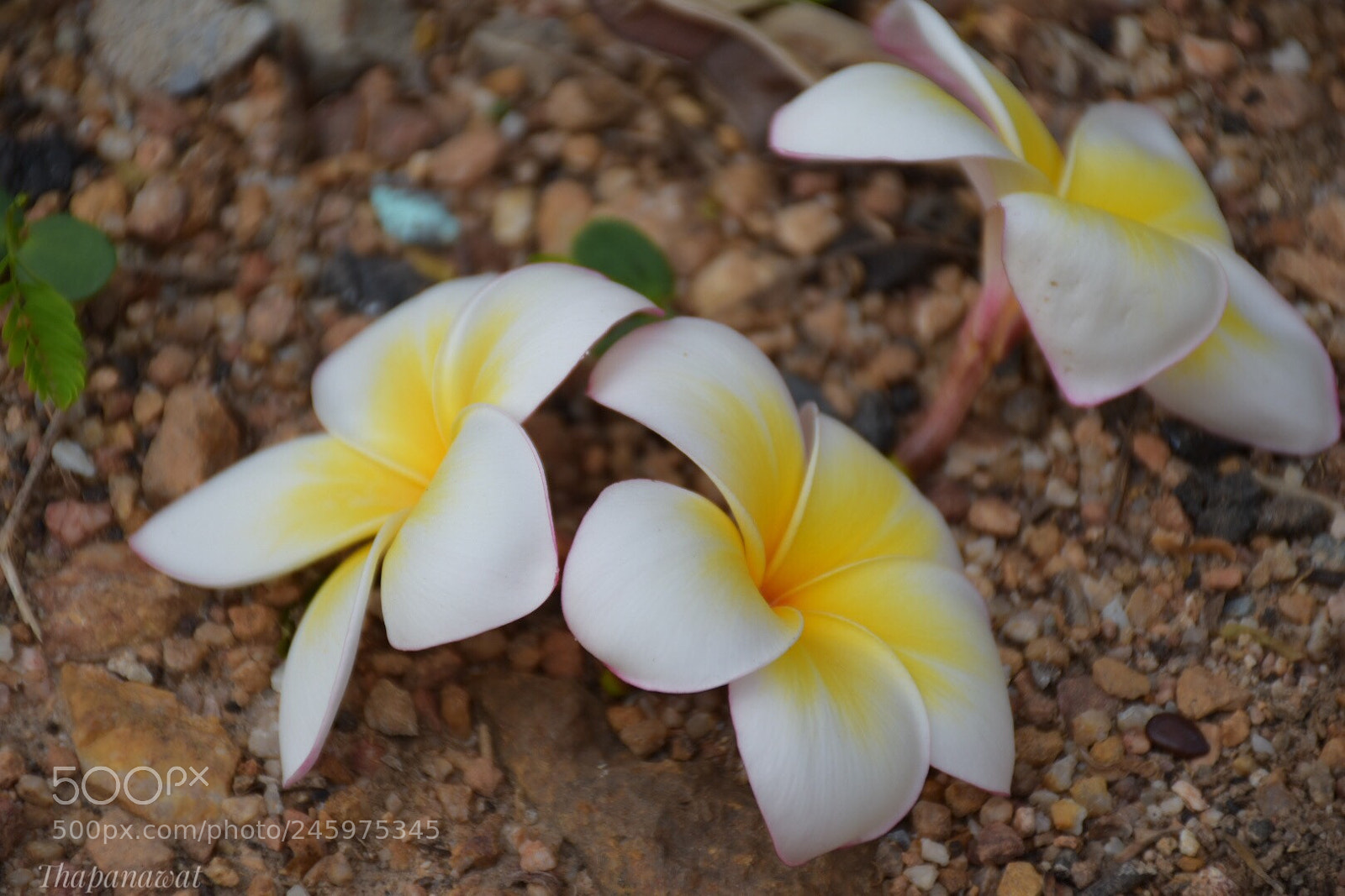Nikon D5500 sample photo. Untitled photography
