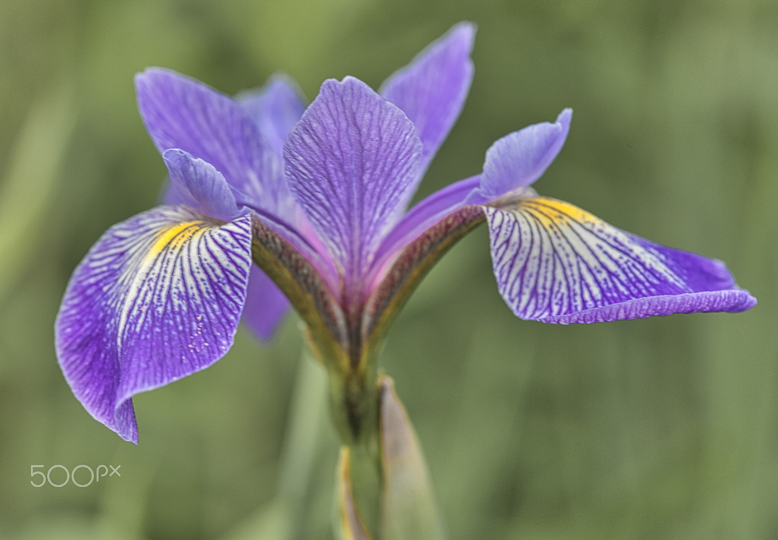 Canon EOS 5D Mark II + Sigma 105mm F2.8 EX DG Macro sample photo. Iris ensata photography