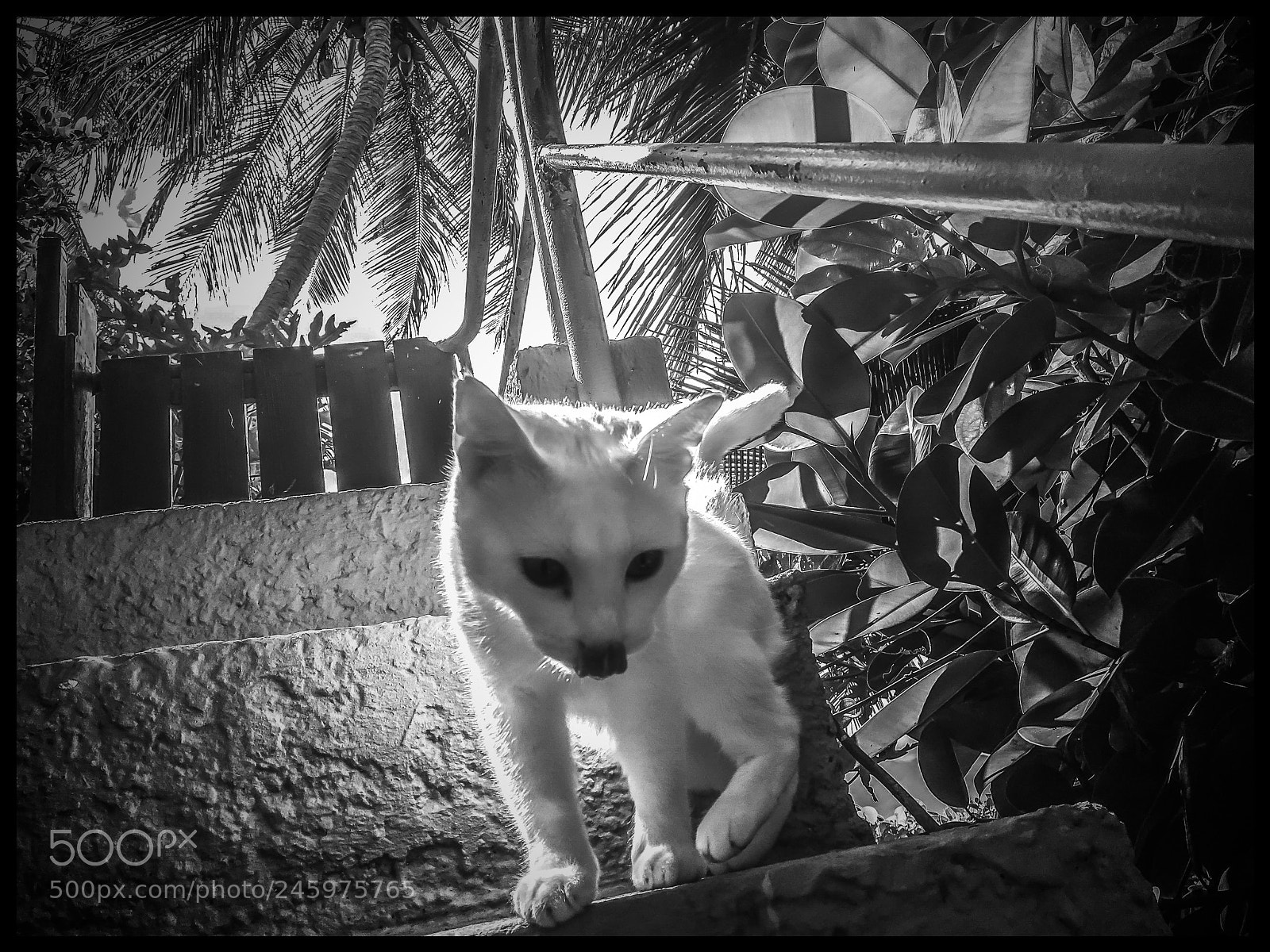 Apple iPhone 6s sample photo. Cat stairs photography