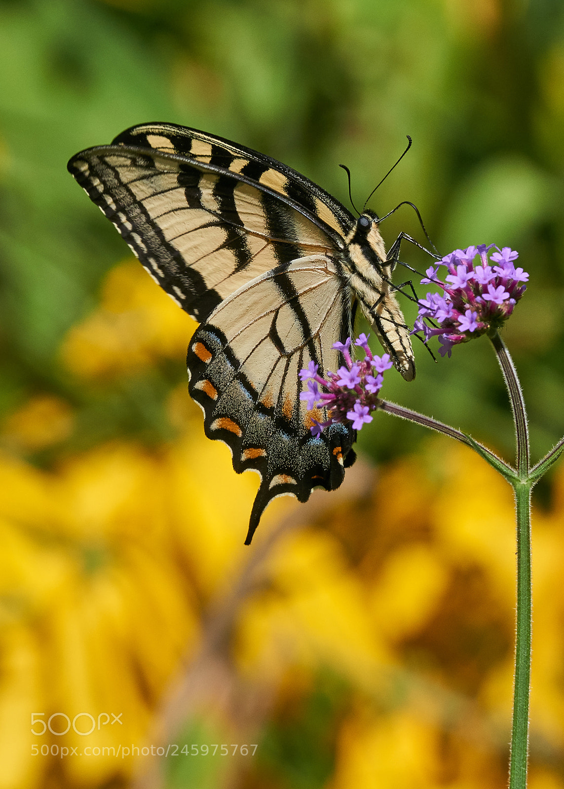 Sony a6000 sample photo. Eastern tiger swallowtail photography