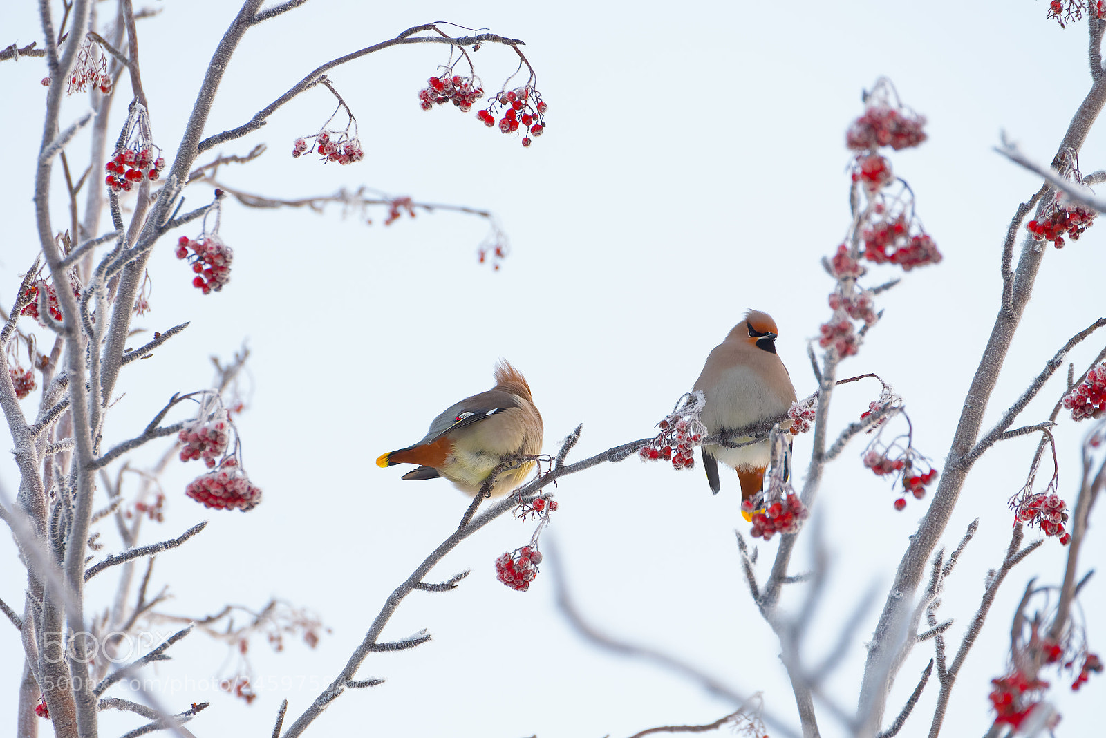 Nikon D600 sample photo. Waxwings photography
