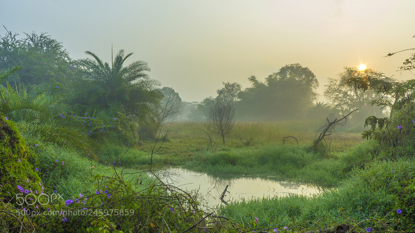 Canon EOS 600D (Rebel EOS T3i / EOS Kiss X5) sample photo. Misty morning photography