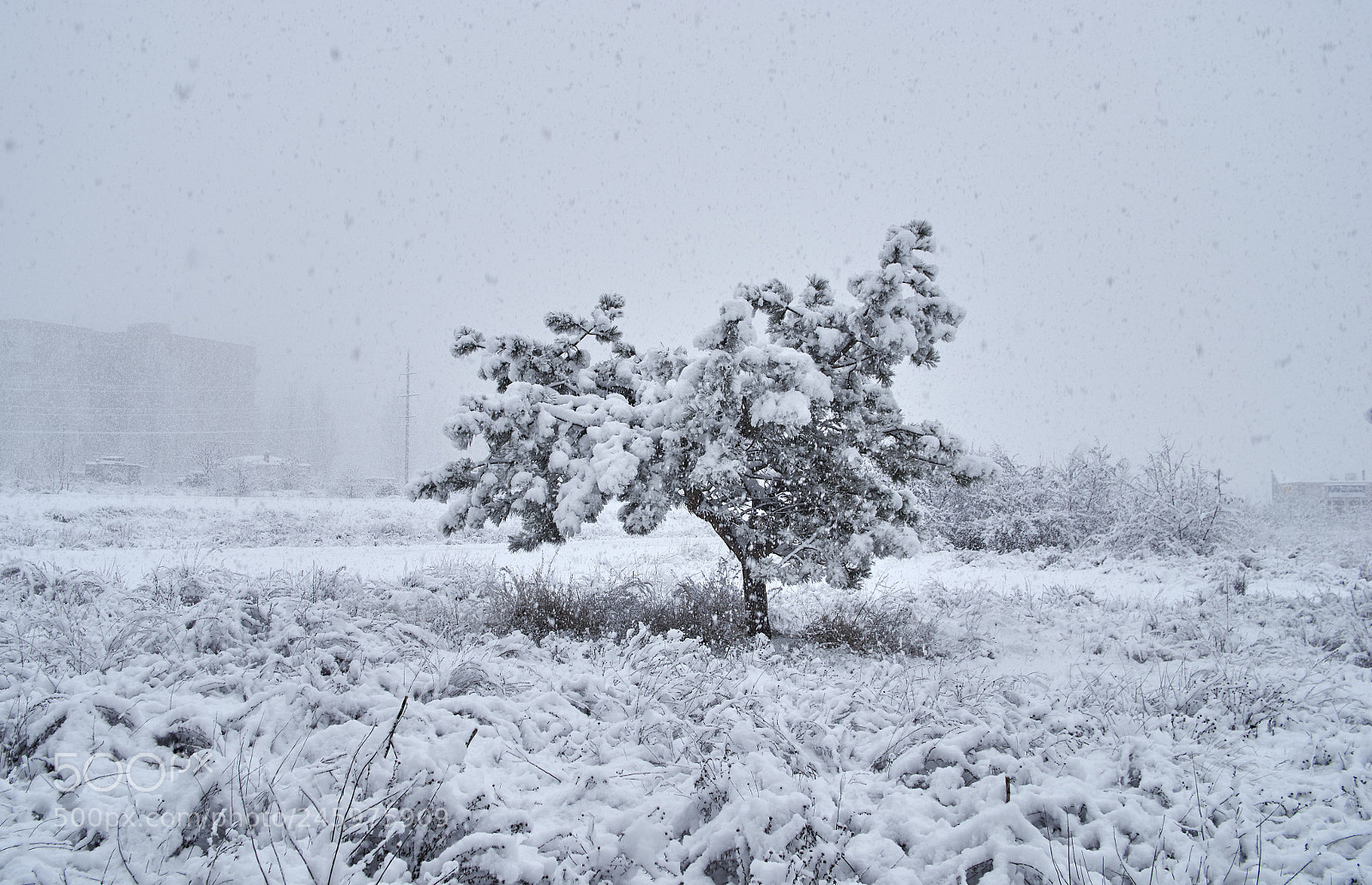 Pentax K-5 II sample photo. Lonely pine photography