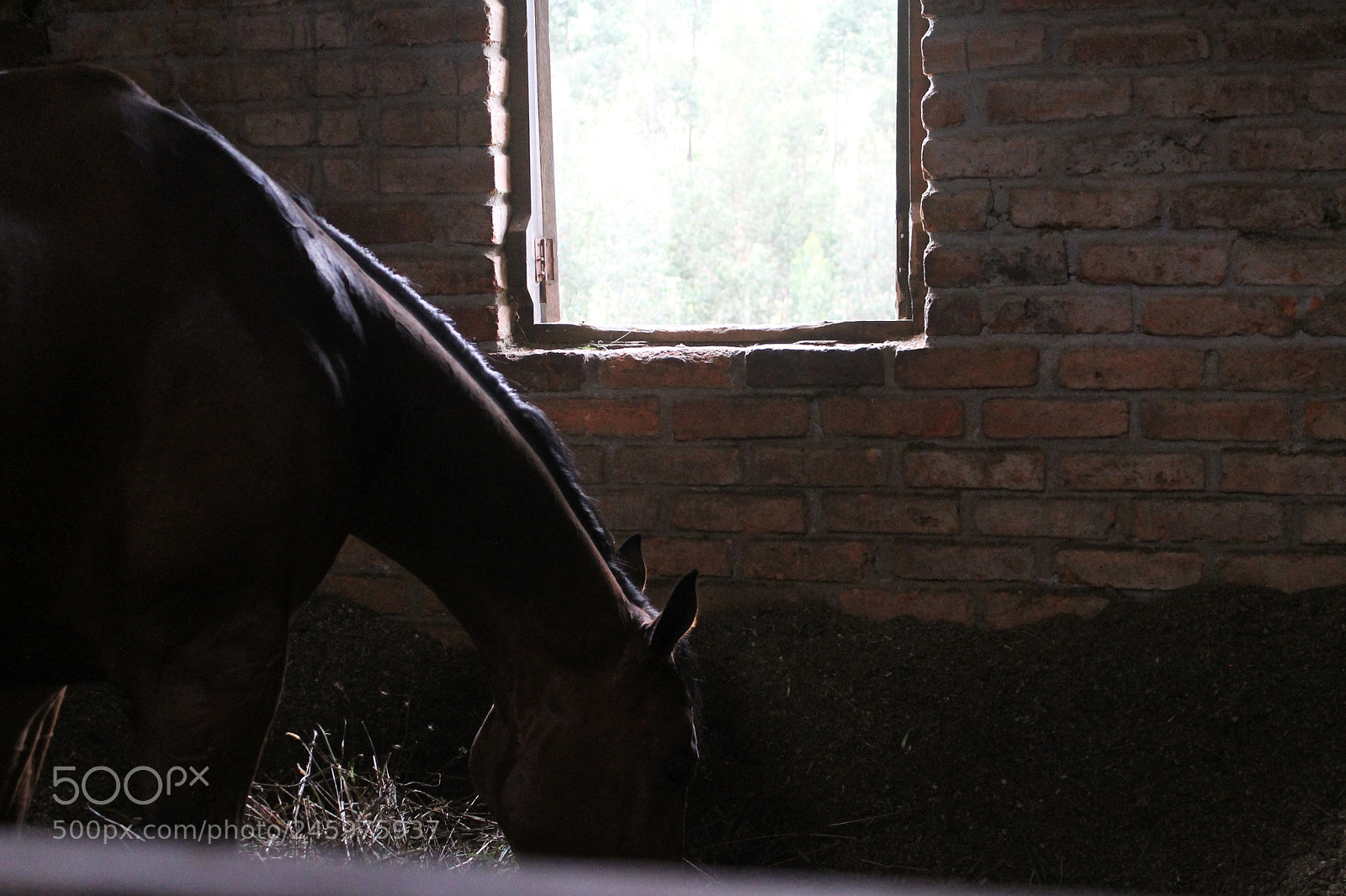 Canon EOS 1100D (EOS Rebel T3 / EOS Kiss X50) sample photo. Horse life photography