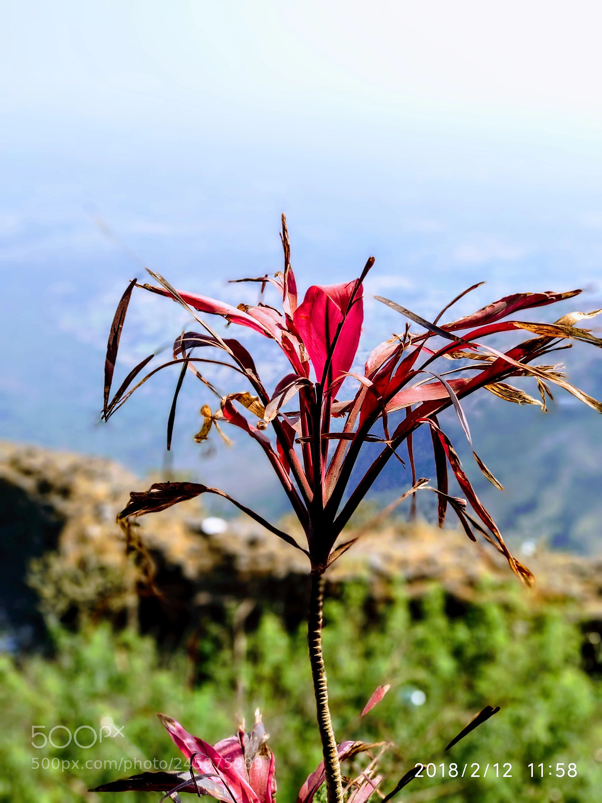 Xiaomi Mi A1 sample photo. Untitled photography