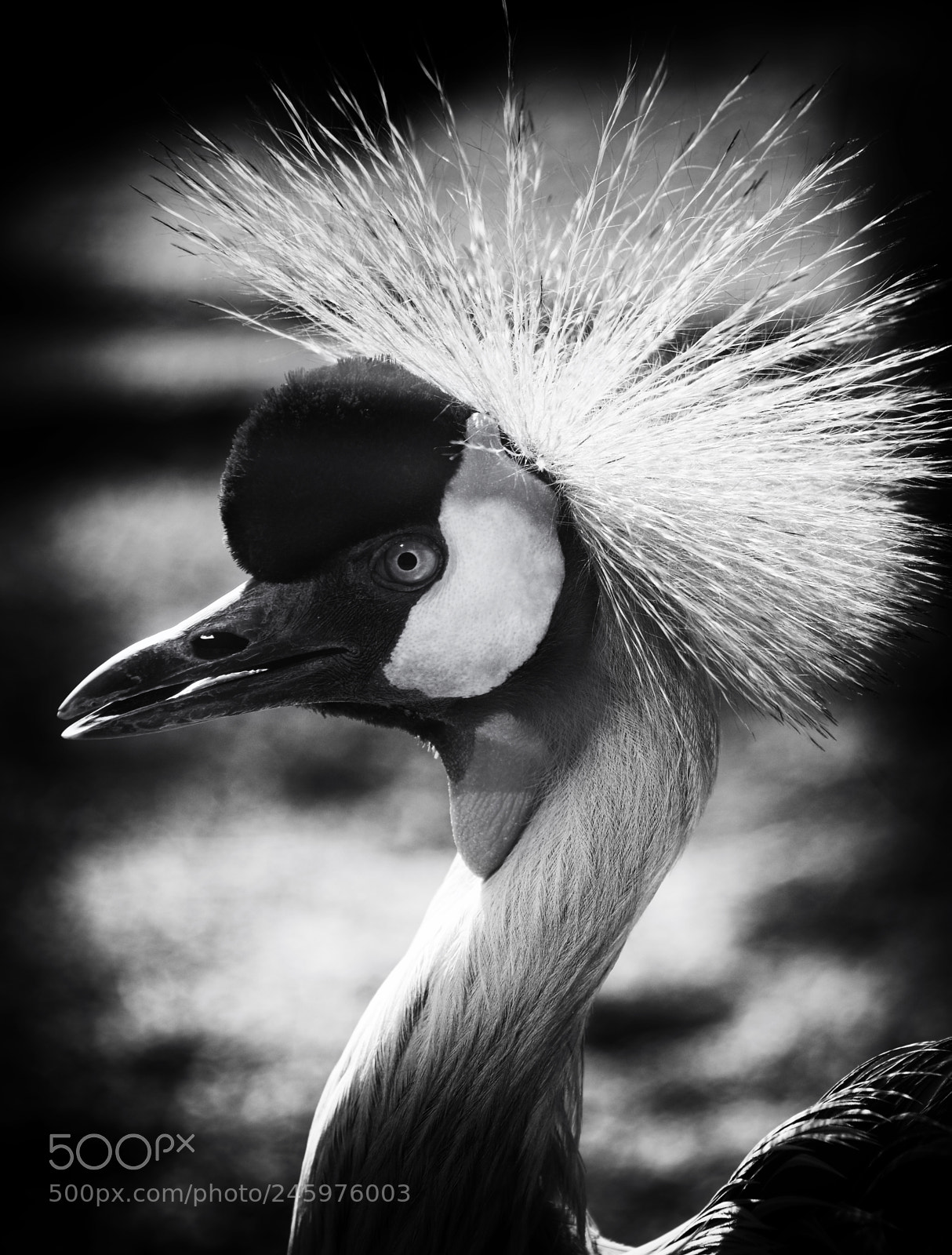 Nikon D800 sample photo. Messenger of peace photography