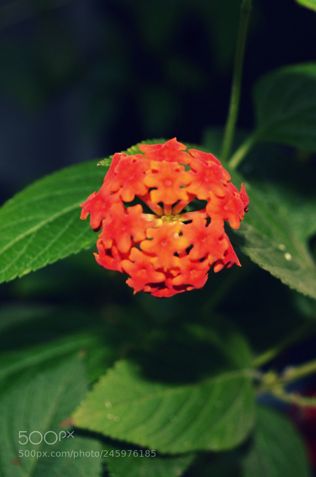 Nikon D5200 sample photo. Flower photography