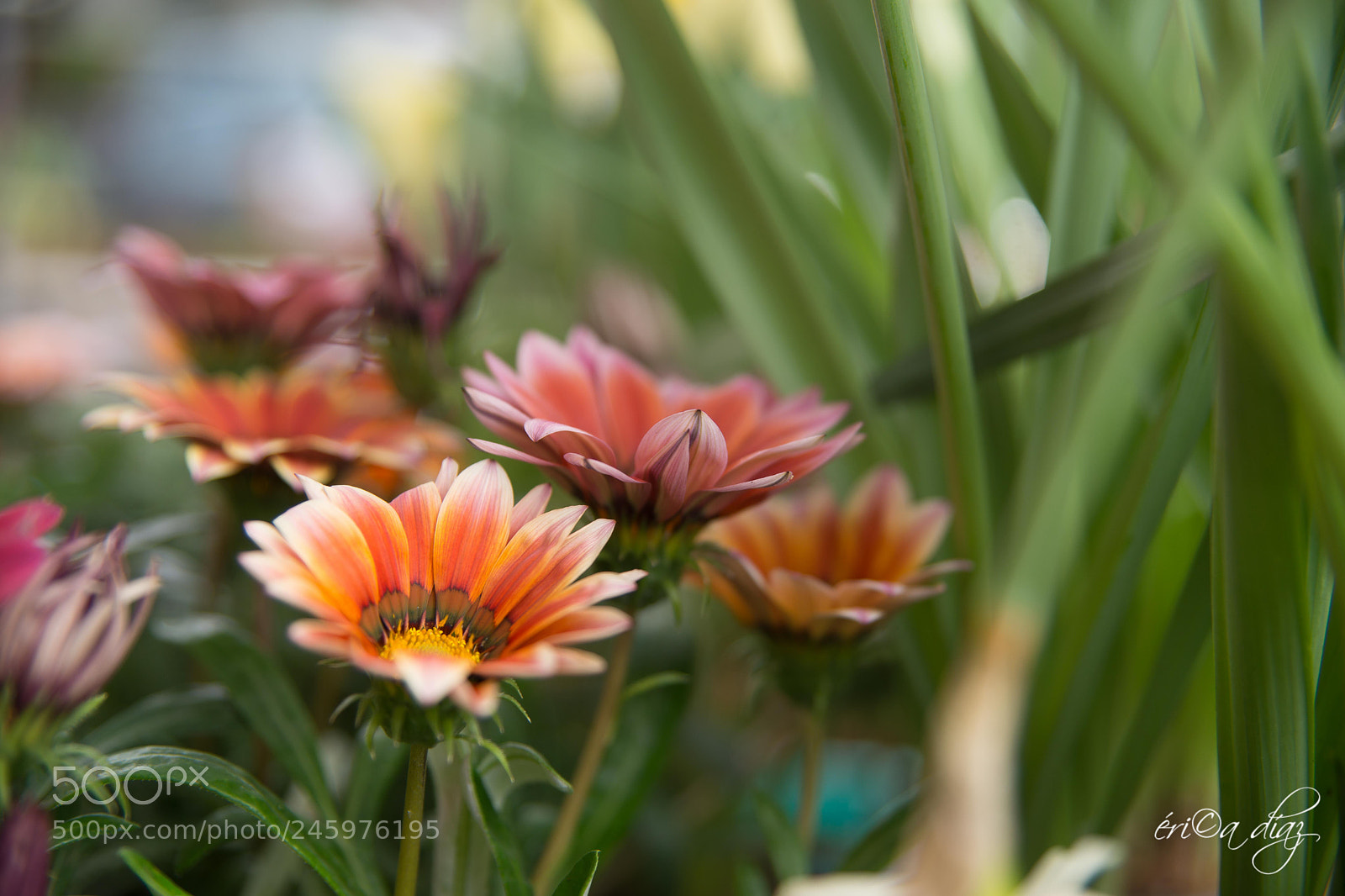 Sony SLT-A99V sample photo. Suavidad photography