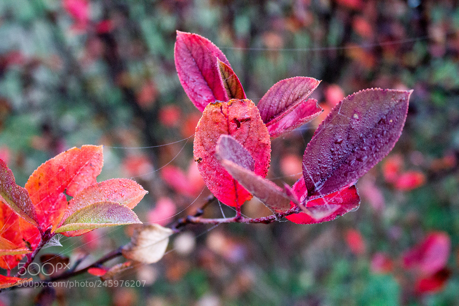 Canon EOS 600D (Rebel EOS T3i / EOS Kiss X5) sample photo. Autumn leaves photography