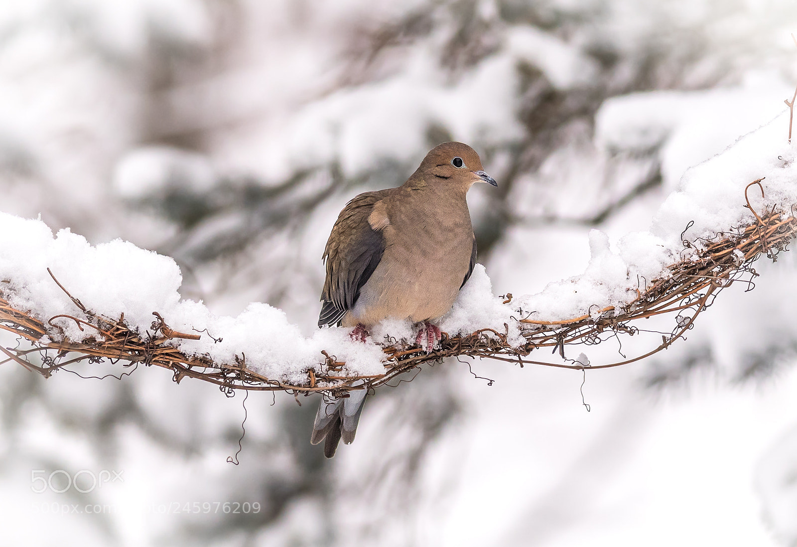 Nikon D500 sample photo. Mourning dove on snowy photography