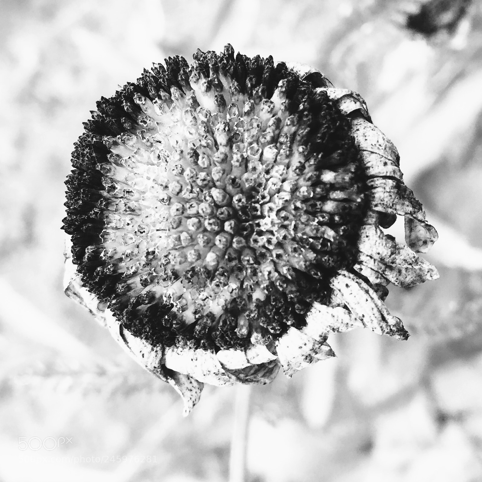 Apple iPhone 6 Plus sample photo. Dried up photography