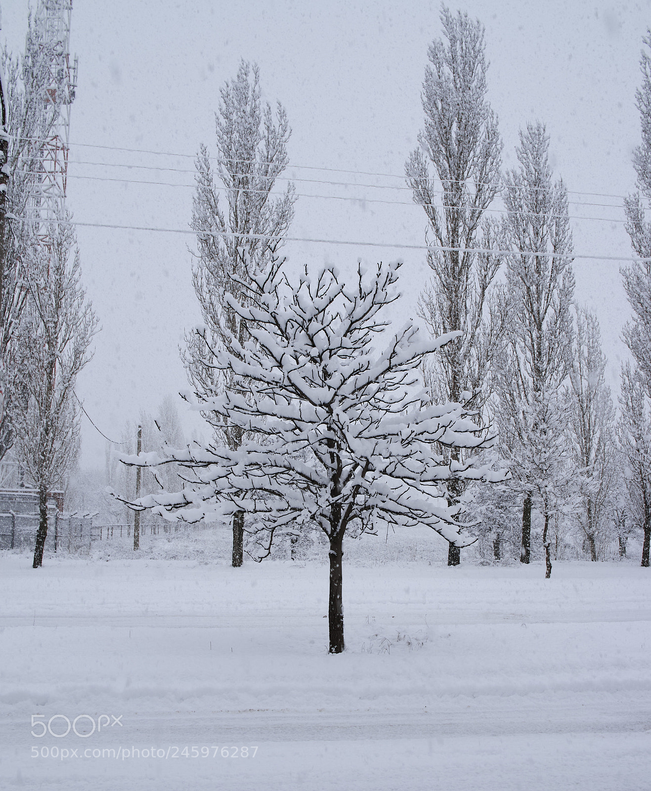 Pentax K-5 II sample photo. Tree photography