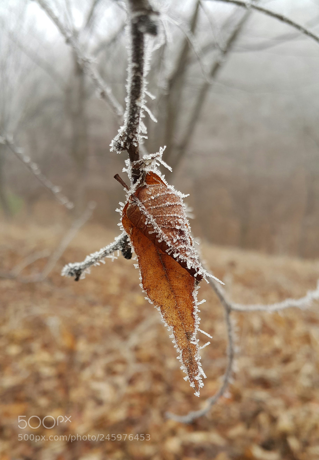 Samsung Galaxy Note4 sample photo. Winter-1 photography