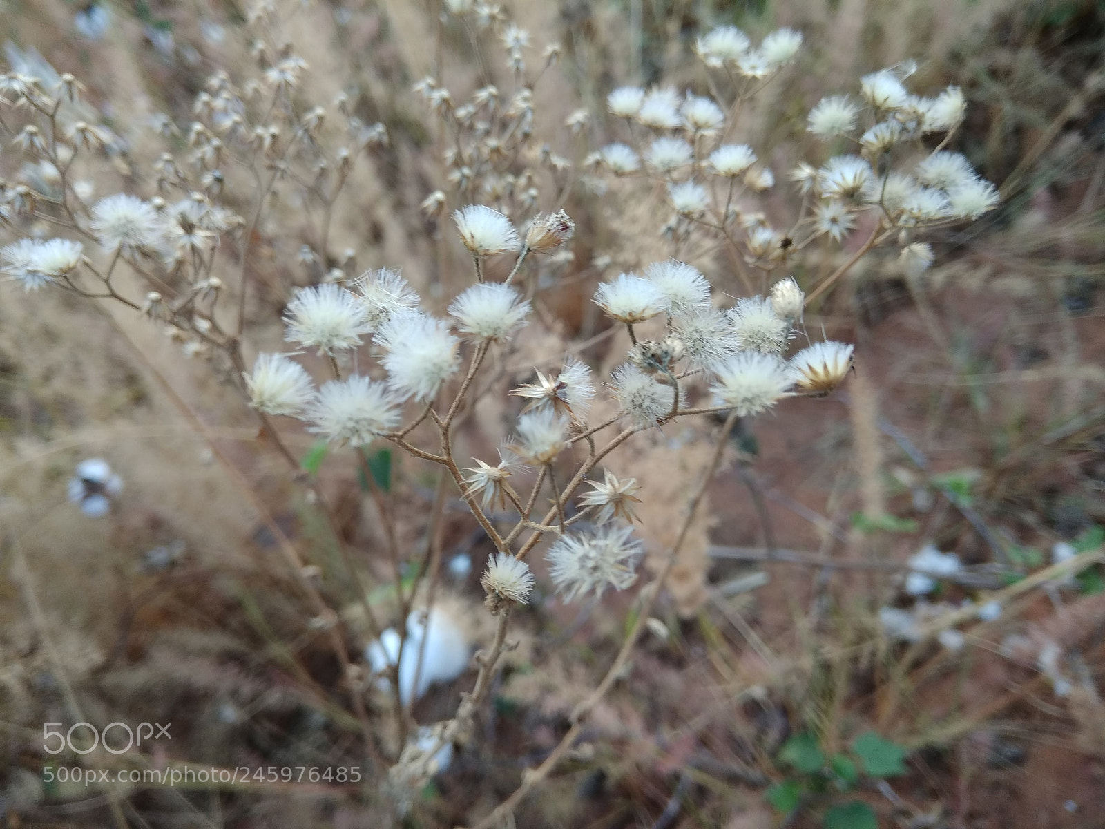 Xiaomi Redmi Note 4 sample photo. Grassblossom with nature at photography