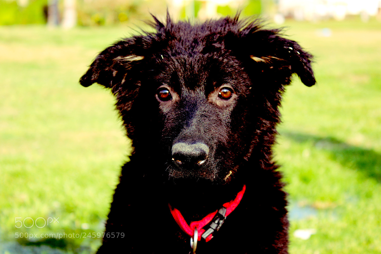 Canon EOS 550D (EOS Rebel T2i / EOS Kiss X4) sample photo. Dark dog photography