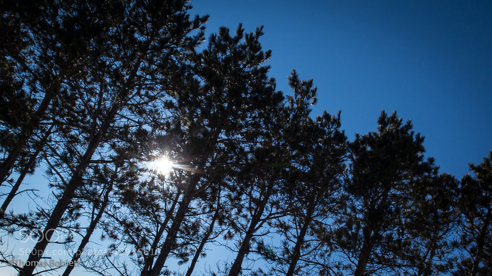 Canon PowerShot G16 sample photo. Sunny pines photography