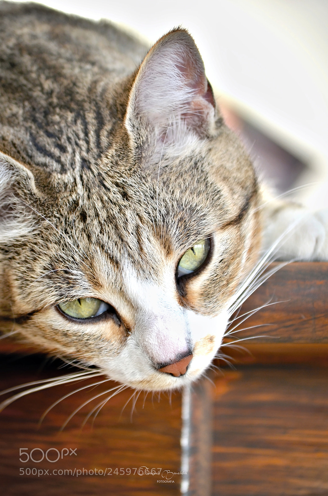 Nikon D5100 sample photo. Espelhos photography