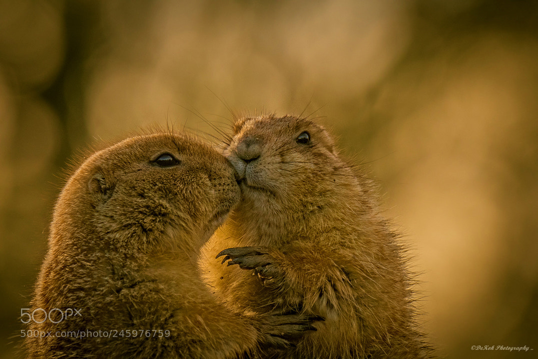 Nikon D500 sample photo. Black-tailed prairie dog ...february photography